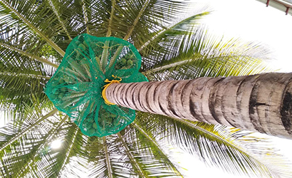 Coconut-2 (1)