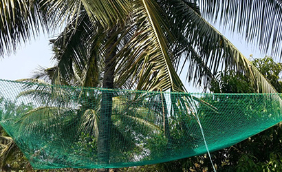Coconut-3