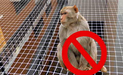 monkey-safety-nets2